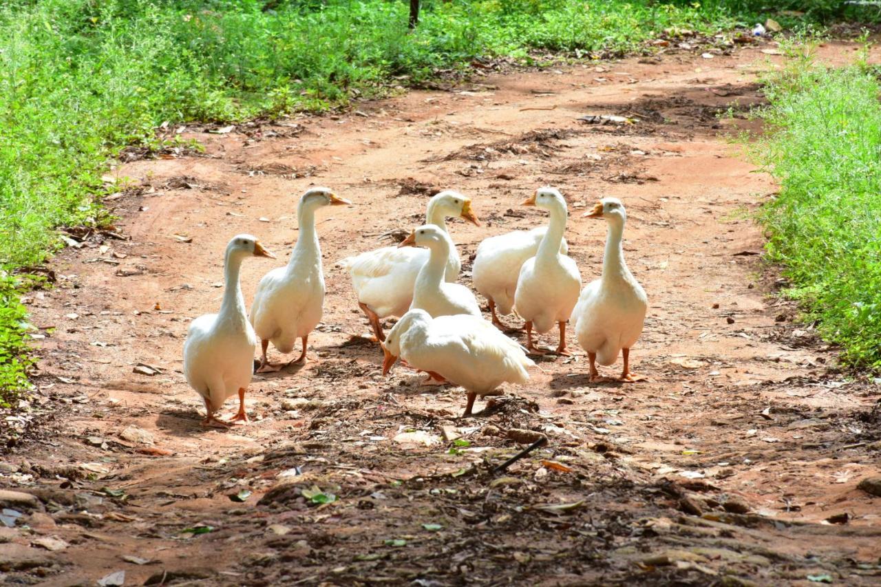 Zeenath Taj Gardens Yelagiri Eksteriør billede